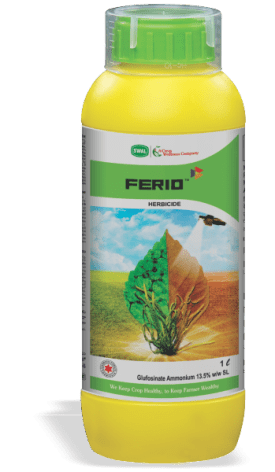 FERIO-1 LTR